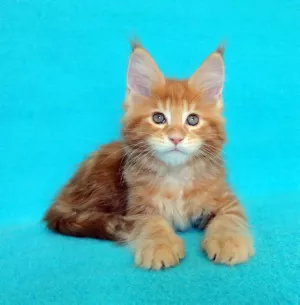 Photo №1. maine coon - à vendre en ville de Vladimir | 554€ | Annonce № 6265