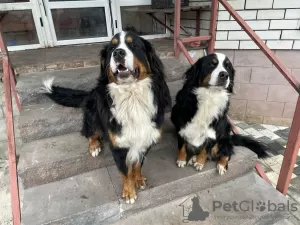 Photos supplémentaires: La réservation pour les chiots Bouvier Bernois est ouverte