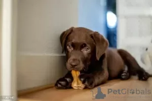 Photos supplémentaires: Chiots Labrador Retriever pure race à vendre