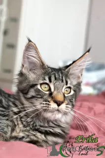 Photo №4. Je vais vendre maine coon en ville de Veliky Novgorod. annonce privée, de la fourrière, éleveur - prix - 5000€