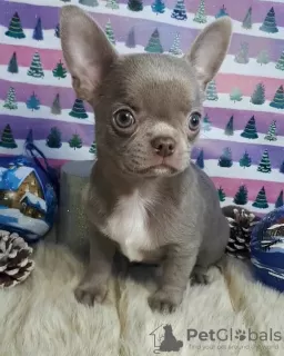 Photo №1. chihuahua - à vendre en ville de Paris | 900€ | Annonce №8858