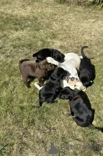 Photos supplémentaires: Chiots labrador de race pure