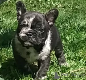 Photo №1. bouledogue - à vendre en ville de Minsk | négocié | Annonce №101293