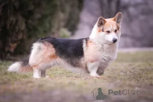 Photos supplémentaires: Corgi gallois Pembroke