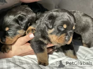 Photo №1. rottweiler - à vendre en ville de Crewe | 2600€ | Annonce №96416