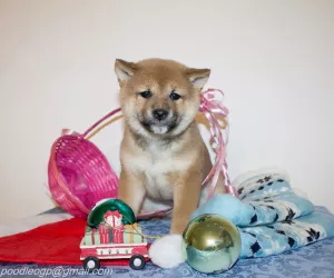 Photo №4. Je vais vendre shiba en ville de Cherepovets. éleveur - prix - Négocié