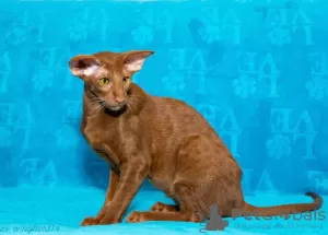 Photo №4. Je vais vendre oriental shorthair en ville de Perm. de la fourrière - prix - négocié