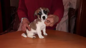 Photo №1. jack russell terrier - à vendre en ville de Saint-Pétersbourg | 281€ | Annonce №5674