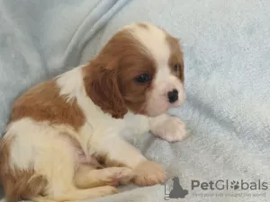 Photo №3. Cavalier king Charles Puppies.. Lituanie