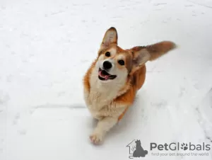 Photo №1. welsh corgi - à vendre en ville de Mariupol | 554€ | Annonce №93091