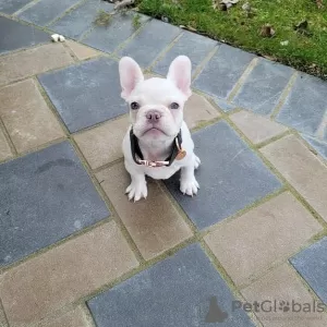 Photo №1. bouledogue - à vendre en ville de Herzogenrath | 250€ | Annonce №32400