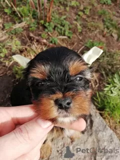 Photos supplémentaires: Chiots disponibles à la réservation