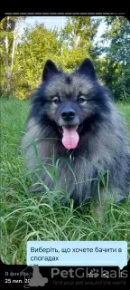 Photo №4. Je vais vendre spitz allemand en ville de Kiev. éleveur - prix - 500€