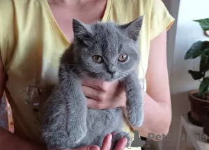 Photos supplémentaires: Les chatons British Shorthair