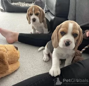 Photos supplémentaires: Magnifiques chiots Beagle anglais à vendre