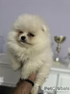 Photos supplémentaires: Poméranien, chiots de lignée et de beauté de première classe