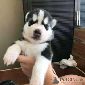 Photo №1. husky de sibérie - à vendre en ville de Флоренс | négocié | Annonce №17531