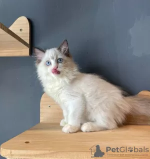 Photo №1. ragdoll - à vendre en ville de Rochefort | Gratuit | Annonce № 127986