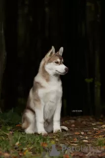 Photo №2 de l'annonce № 8694 de la vente husky de sibérie - acheter à Fédération de Russie de la fourrière