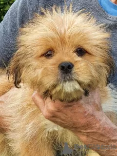 Photo №2 de l'annonce № 13697 de la vente lhassa apso - acheter à Suisse annonce privée