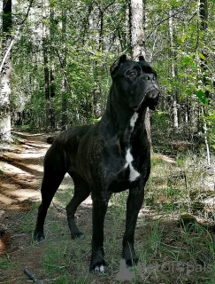 Photo №3. A vendre de beaux chiots Cane Corso - garçons et filles.. Fédération de Russie