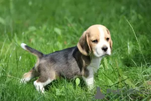 Photo №3. Chien Beagle trocolor ZKwP (FCI). Pologne