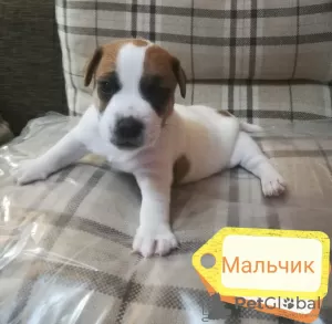 Photo №4. Je vais vendre jack russell terrier en ville de Omsk. annonce privée - prix - 331€