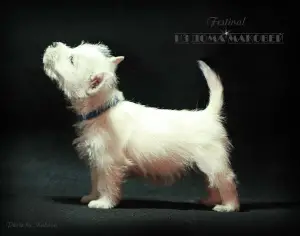 Photos supplémentaires: West Highland White Terrier d'une superbe paire!