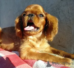 Photo №1. cavalier king charles spaniel - à vendre en ville de Krivoy Rog | 400€ | Annonce №7787