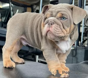 Photo №2 de l'annonce № 58091 de la vente bulldog anglais - acheter à Hong Kong annonce privée