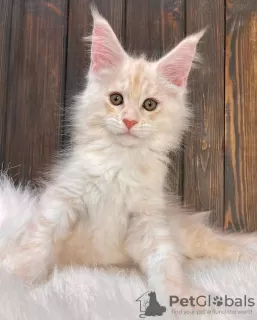 Photo №3. Chatons Maine Coon. Australie