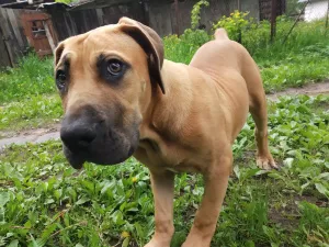 Photos supplémentaires: Boerboel sud-africain