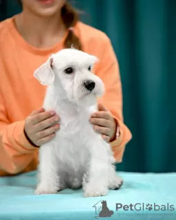 Photo №1. schnauzer miniature - à vendre en ville de Molodechno | 857€ | Annonce №121772