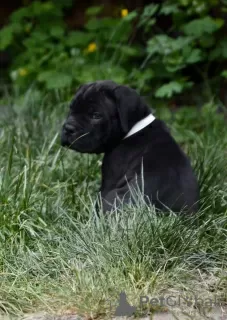 Photos supplémentaires: chiots cane corso