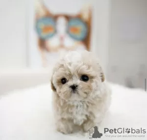 Photo №1. bichon maltais - à vendre en ville de Зальцбург | 300€ | Annonce №99116