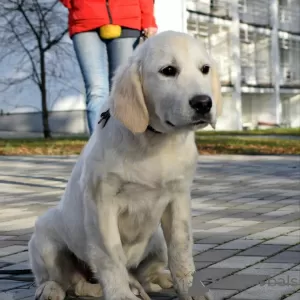 Photo №2 de l'annonce № 84074 de la vente labrador retriever - acheter à Ukraine éleveur