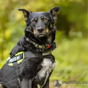 Photos supplémentaires: Joli chiot adolescent entre de bonnes mains.