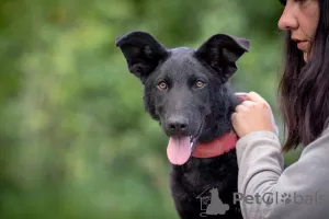 Photo №1. chien bâtard - à vendre en ville de Tchekhov | Gratuit | Annonce №7372