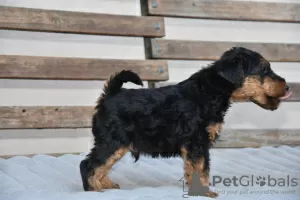 Photo №3. Chiots Welsh Terrier. Serbie