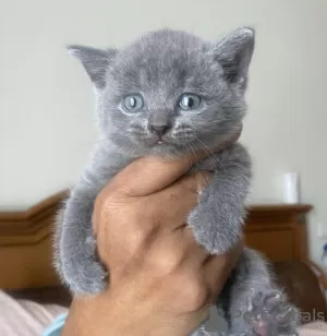 Photo №2 de l'annonce № 101667 de la vente british shorthair - acheter à Allemagne annonce privée