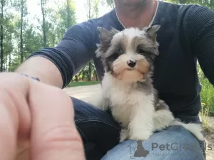 Photo №4. Je vais vendre yorkshire terrier en ville de Minsk. de la fourrière, éleveur - prix - Gratuit