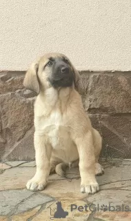 Photos supplémentaires: Chiots Kangal Turc