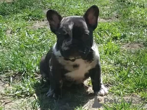 Photo №4. Je vais vendre bouledogue en ville de Minsk. annonce privée - prix - négocié