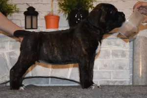 Photos supplémentaires: A vendre de beaux chiots Cane Corso - garçons et filles.