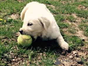 Photo №2 de l'annonce № 103478 de la vente golden retriever - acheter à Allemagne 