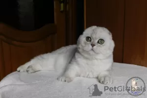 Photo №1. scottish fold - à vendre en ville de Kamenskoe | 1000€ | Annonce № 20612