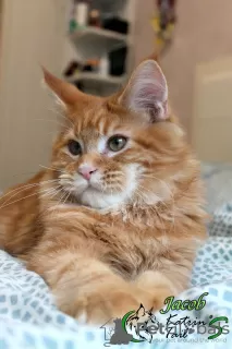 Photo №4. Je vais vendre maine coon en ville de Saint-Pétersbourg. annonce privée, de la fourrière, éleveur - prix - 531€