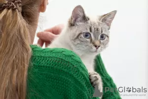 Photos supplémentaires: Le chat thaïlandais Latifa entre de bonnes mains