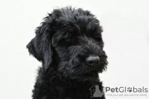 Photo №1. terrier noir russe - à vendre en ville de Jaworze | négocié | Annonce №68219