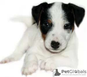 Photo №1. jack russell terrier - à vendre en ville de La Crimée | négocié | Annonce №8900